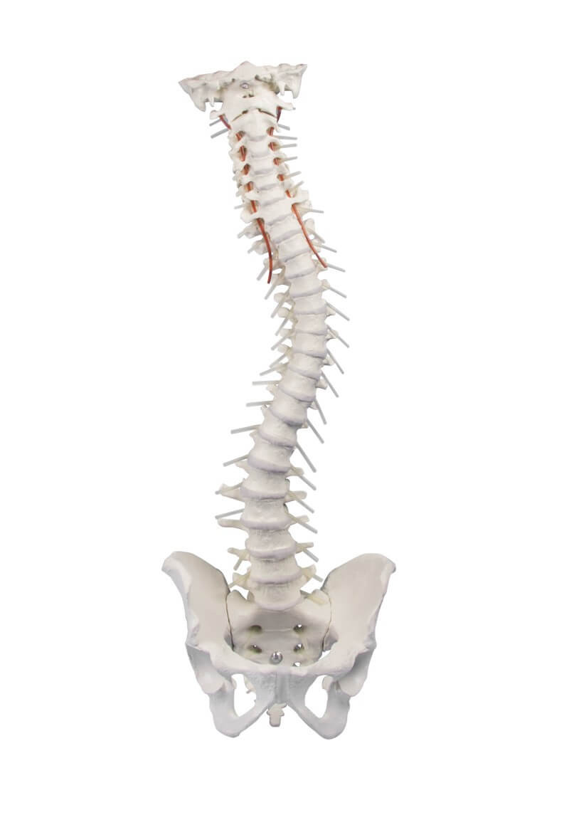 Elastyczny model anatomiczny kręgosłupa z miednicą