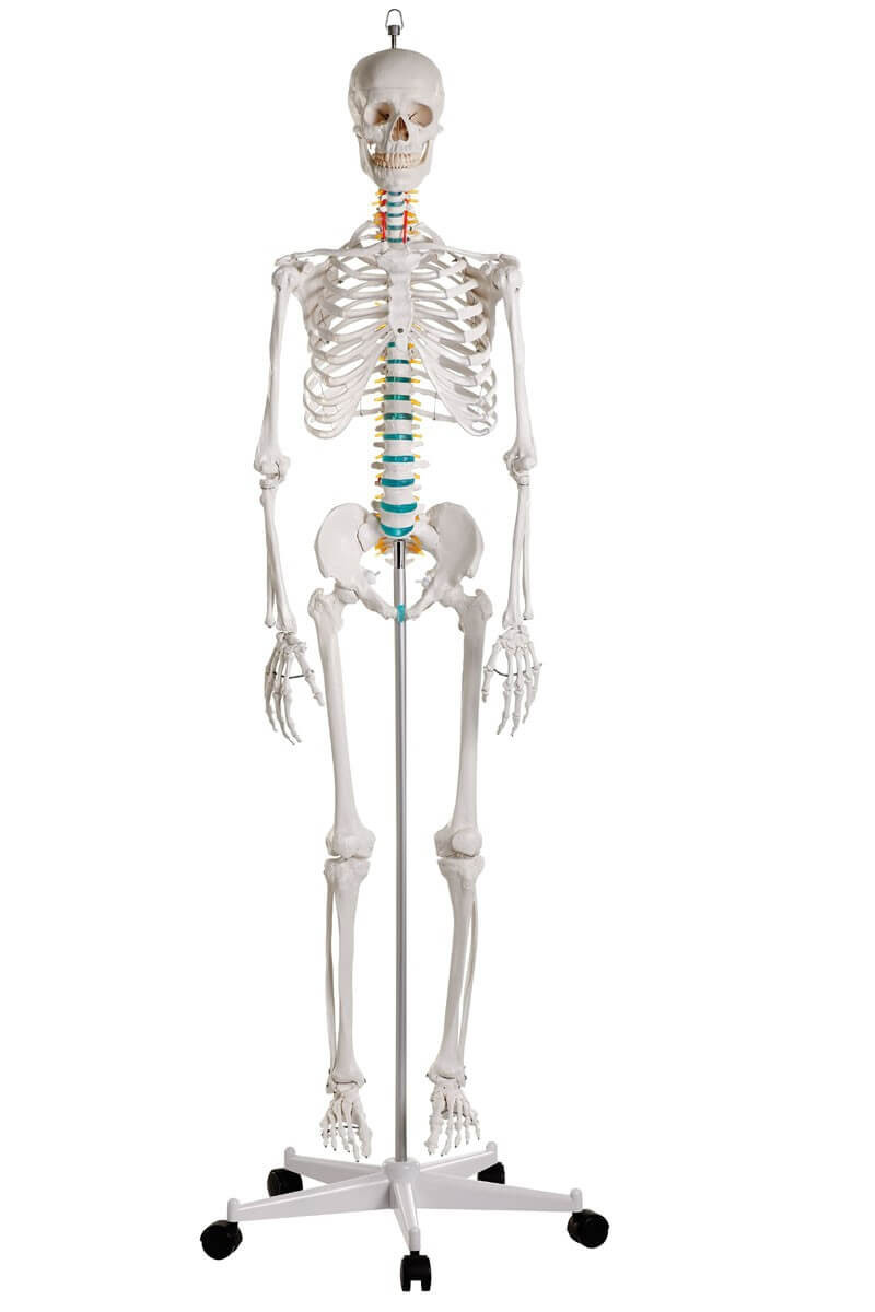 Pełnowymiarowy szkielet anatomiczny człowieka Oscar - 178 cm