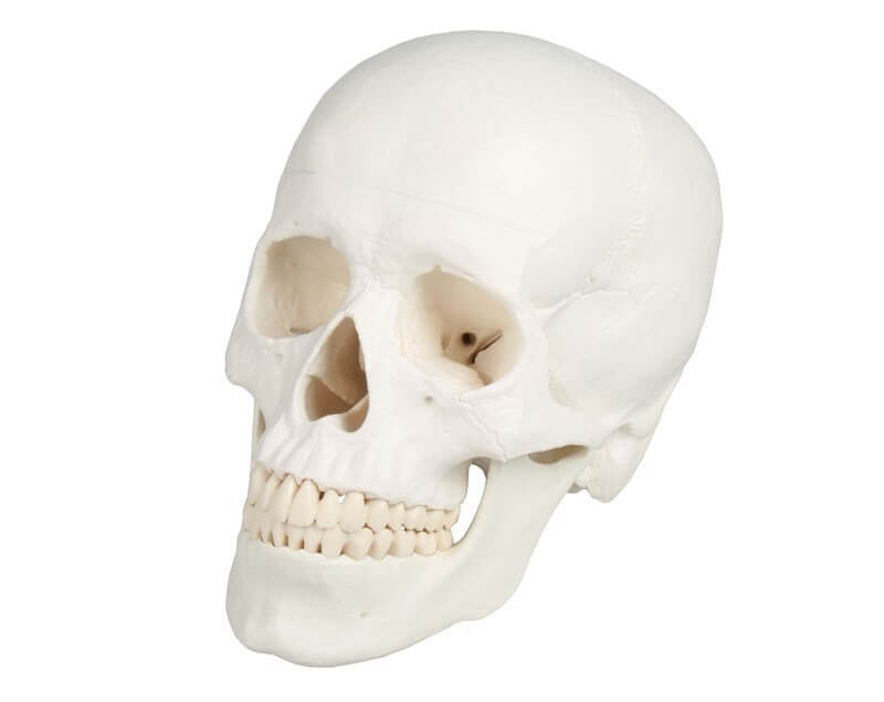 Model czaszki dorosłego człowieka - 3 części