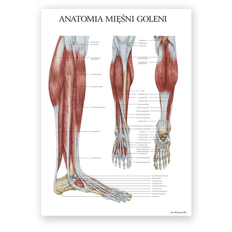 Anatomia mięśni goleni