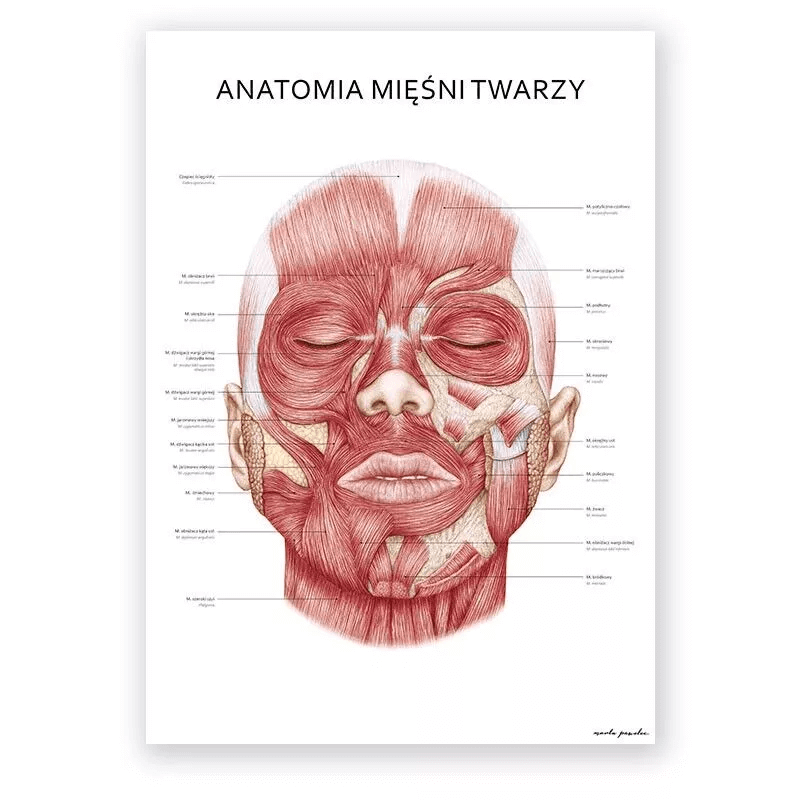 Anatomia mięśni twarzy