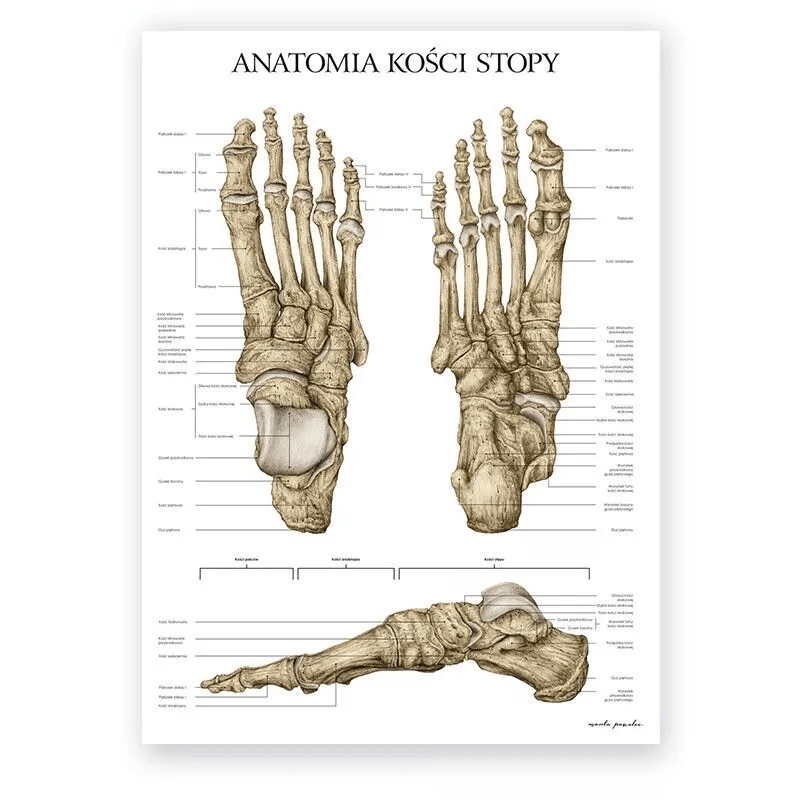 Anatomia kości stopy