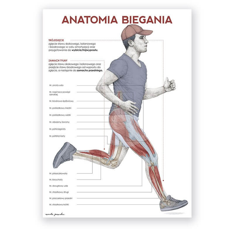 Anatomia biegania