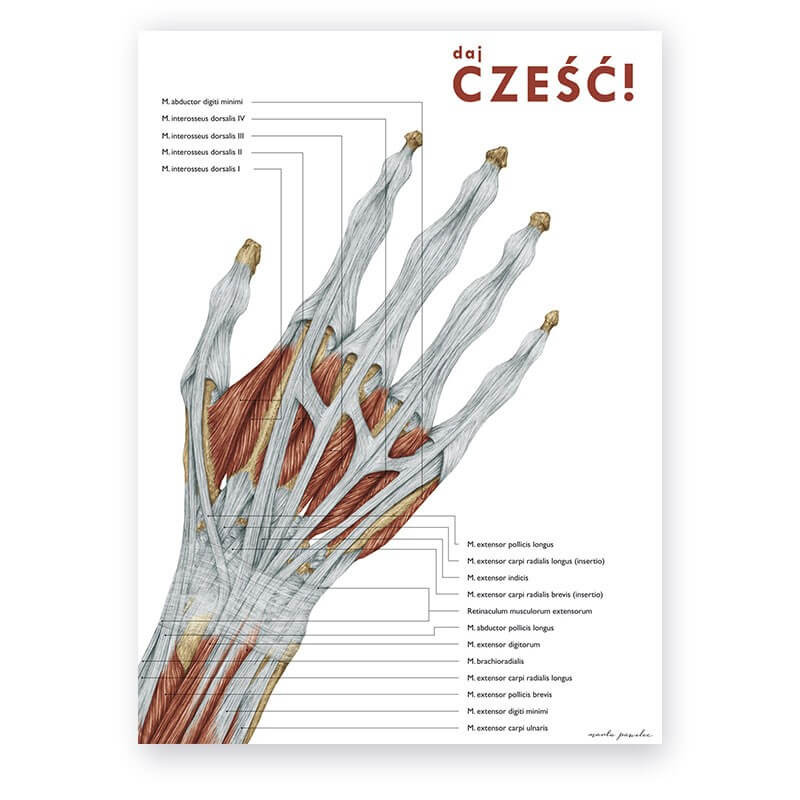 Anatomia ręki