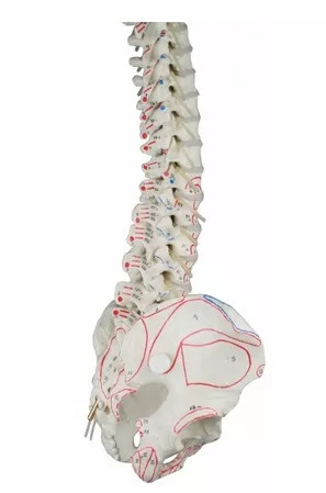 Elastyczny model anatomiczny kręgosłupa z przyczepami