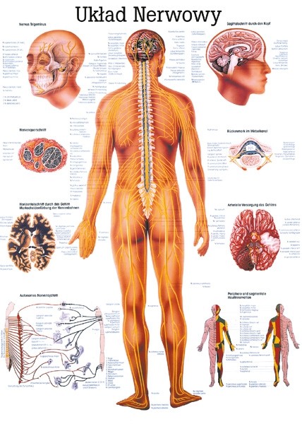 Plansza anatomiczna - Układ nerwowy