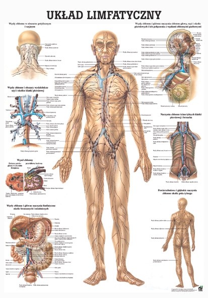 Plansza anatomiczna - Układ limfatyczny