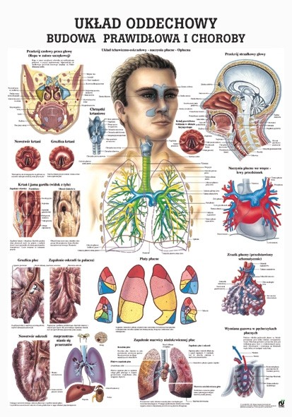 Plansza anatomiczna - Układ oddechowy - budowa prawidłowa i choroby