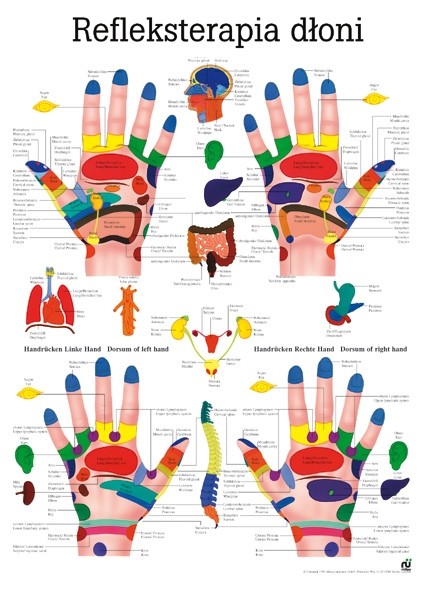 Plansza anatomiczna - Refleksoterapia dłoni