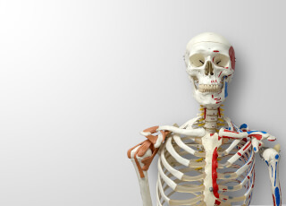 Szkielet człowieka – klucz do zrozumienia anatomii, ruchu i diagnostyki