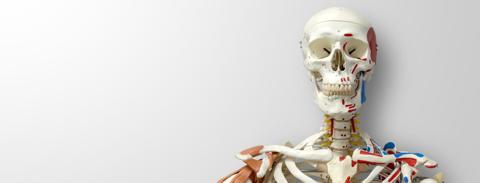 Szkielet człowieka – klucz do zrozumienia anatomii, ruchu i diagnostyki
